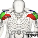 하와이피티 이미지