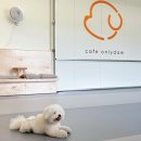 GR(대구광역시 달성군)-[비슬로481길]-하-1 | 대구 화원 애견카페/온니담