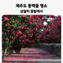 개화 | 제주 동백꽃 명소 추천｜신상 삼달리 꽃밭에서 실시간 개화 후기, 포토존 인생 샷