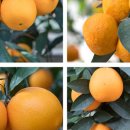 성산농원 이미지