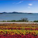 섬 맨드라미 축제 이미지