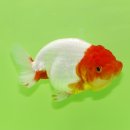 홍백농장 이미지