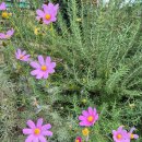 합천제일돼지국밥밀면 이미지