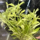 포켓피쉬 이미지