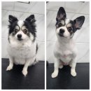 시루 반려견 미용 이미지