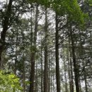 편백숲길 유하팬션 이미지