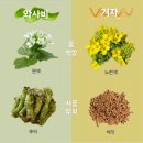 와사비 이미지