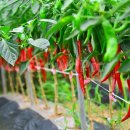 빨간고추 이미지