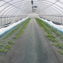 송석현 | 농업용 'SUNLIKE 적외선 필름' 알아보기 ② - 농업기술원 실증시험포(1)