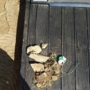 에벤에셀유치원 이미지