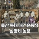 햇살농장 | 울산 애견운동장 삼형제농장 베들링턴테리어 모임 후기