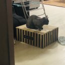 로사쥬