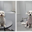 포메른 펫살롱 이미지