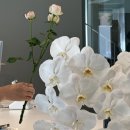 초롱하우스 | 삼청/북촌 오프하우스 어니스트플라워 즐거워? 플라워! 팝업 방문기 🌹