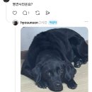 리트리버 보고 자꾸 맹견이라 우기는 아저씨 때문에 화가 난 견주 이미지