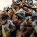 가평곤충농장 이미지