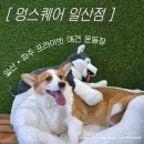멍스퀘어 애견운동장 일산점