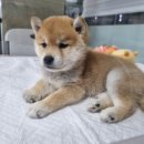 수원시바견 이미지