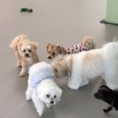 휴멍애견유치원 이미지