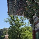 [용문사] 경기도 양평 약 1,100살 은행나무가 있는 사찰 방문후기