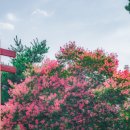 호국로 배롱나무길 이미지