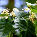 커피나무 이미지