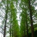 당일치기 버스여행으로 다녀온 담양 &amp; 전주 이미지