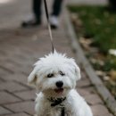 신발신은 강아지 이미지