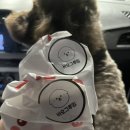 바오그루밍 이미지