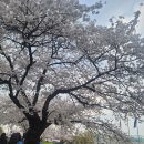 여의나루역 벚꽃 이미지