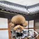 댕그랑댕 이미지