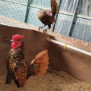 조은농장 이미지