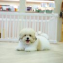 달링하이울산 | 강아지 첫 접종부터 분양 후 케어까지, 울산 프리미엄 펫샵 ‘달링하이울산’ 후기