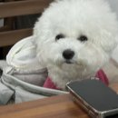 애덕이네 잔치국수 이미지