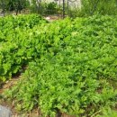 에덴시아 이미지