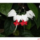 국제꽃식물원 이미지