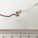 LARVA STAGE 이미지