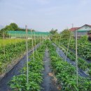 백신농장 이미지