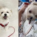 광장동물병원 이미지