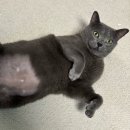 계절엔동물의료센터 미용실 | 대전 고양이 건강검진 &#39;계절엔동물의료센터&#39; 후기