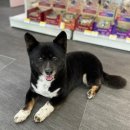 뽀도DOG | 가산/독산 믹스견가위컷 애견미용 뽀도독후기