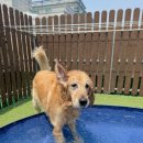 댕교오겠습니다 이미지