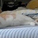 연닢김밥 이미지