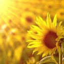 무지개가 피어나는 이미지