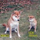 루이몽 - 8515 | 루이몽
