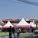 백자농장 | [충남/태안] 2026 태안튤립축제 강아지와 함께 가기 (애견동반가능)