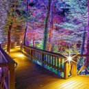 빛의 숲 이미지