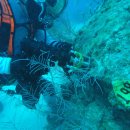 바다비행사 이미지