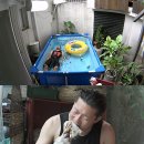 토마토 수영장 이미지