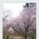 경희대 벚꽃 구경 이미지